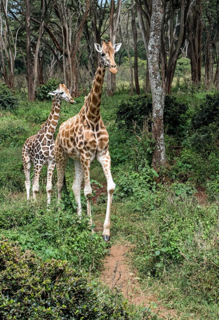 Giraffe Centre, Nairobi