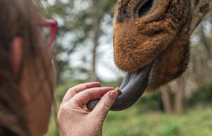 Giraffe Centre, Nairobi