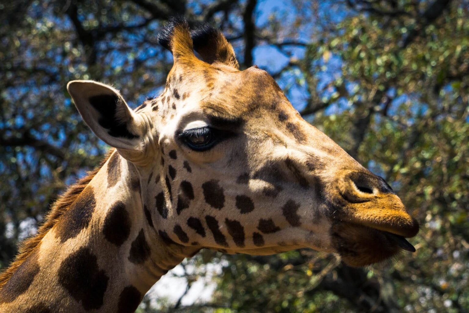 Giraffe Centre, Nairobi