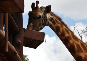 Giraffe Centre, Nairobi