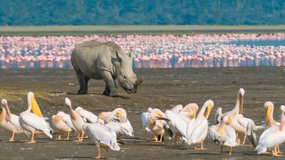 A White Rhino and a Flock of Pelicans at Lake Nakuru National Park, Kenya