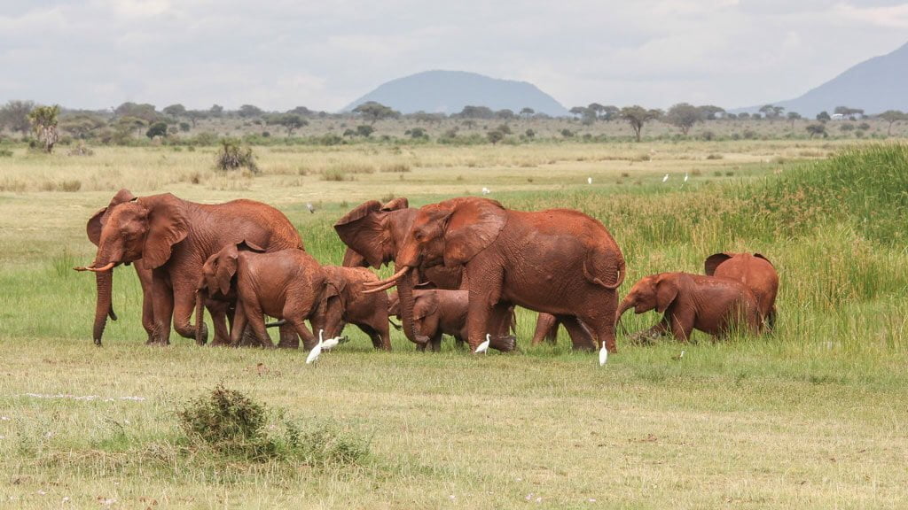 African Elephants at Lake Jipe