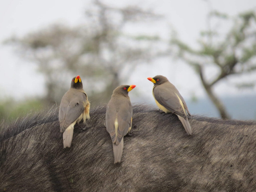 Best Bird-Watching Spots in Kenya