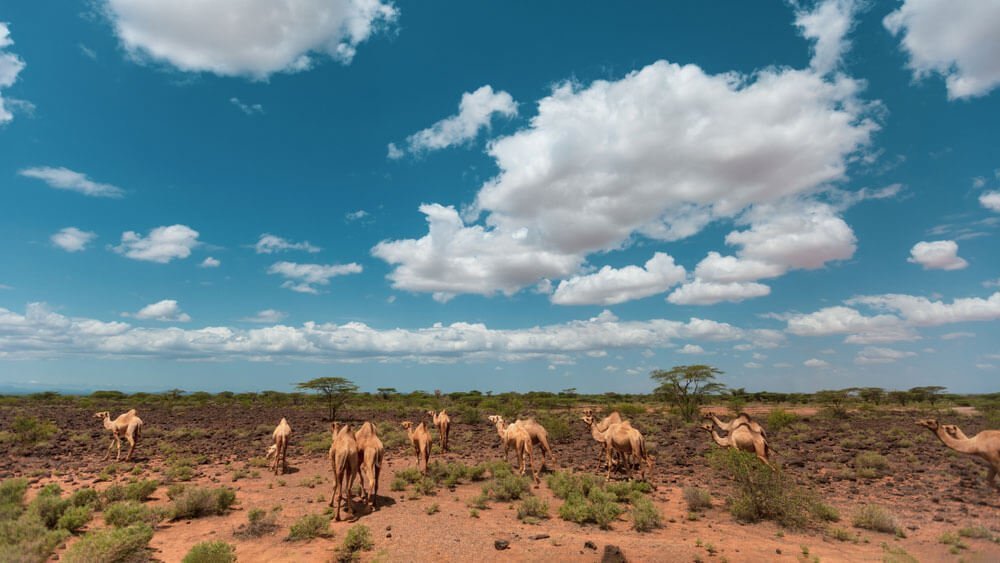 Camels walking on the Chalbi Desert, Kenya