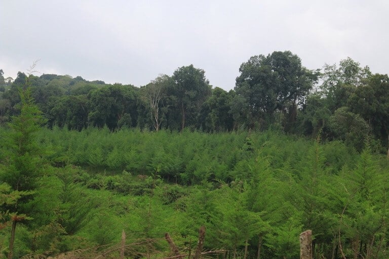 Cherangani Hills Forest looms behind a monoculture of cypress trees