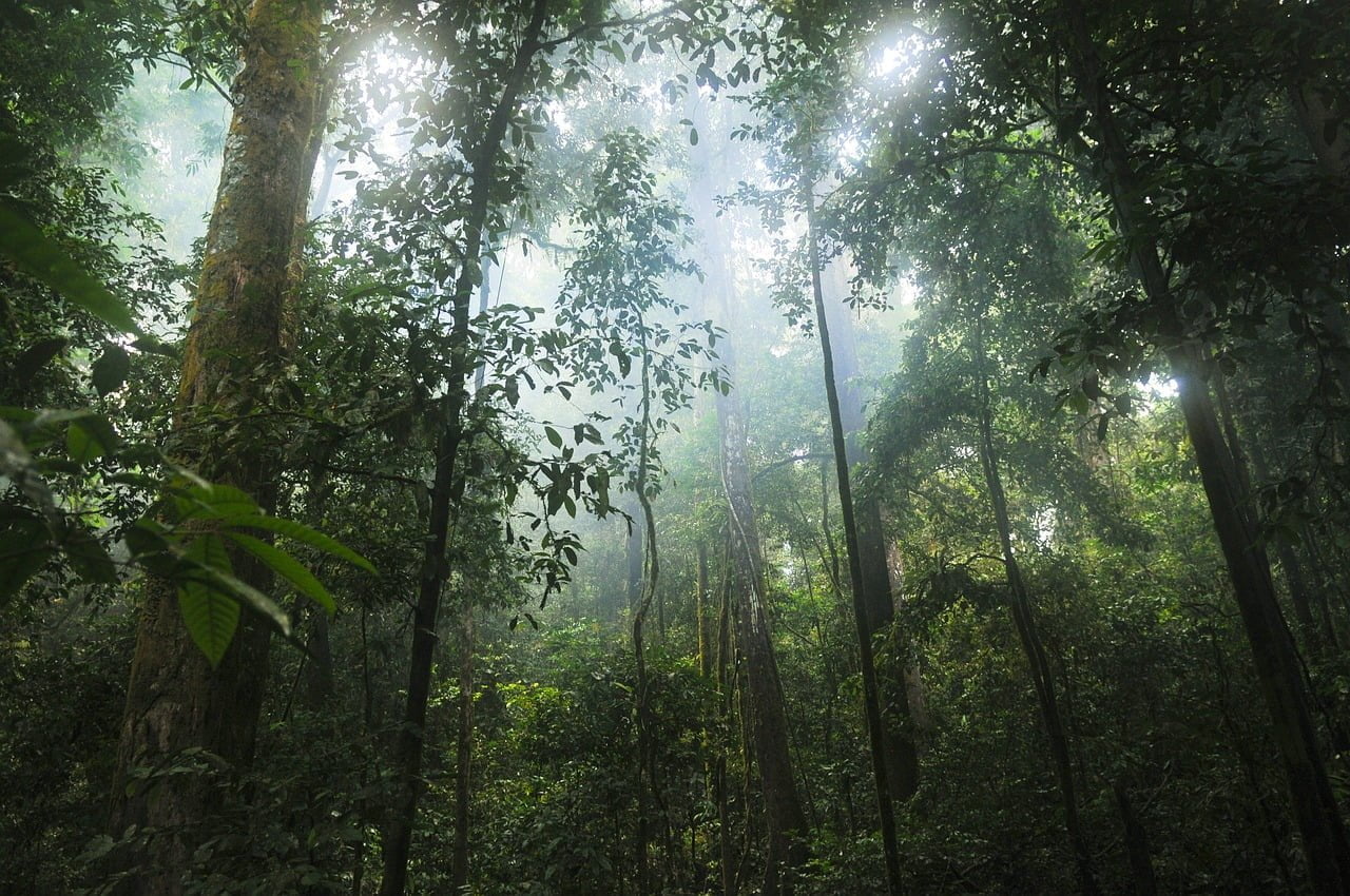Cherangani-Forest.