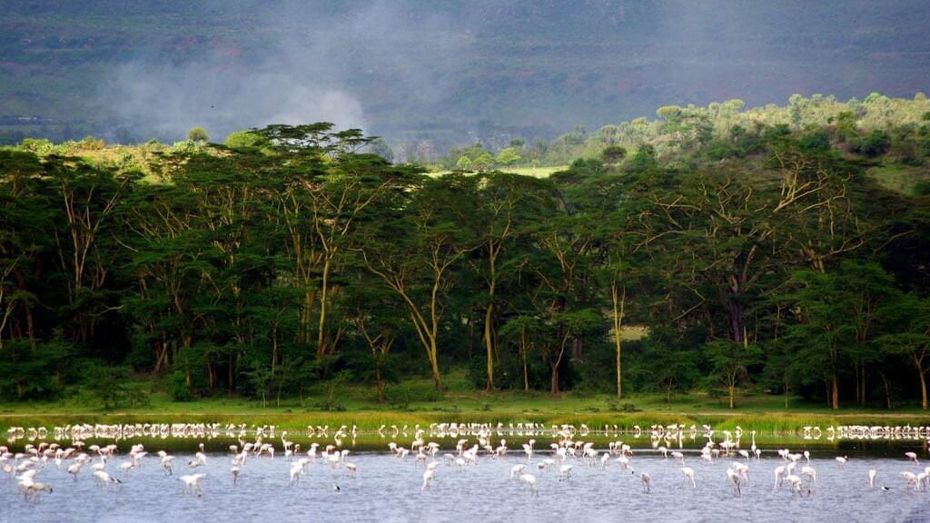 Flamingos at Lake Elmenteita