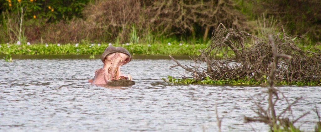 Lake Naivasha, Kenya