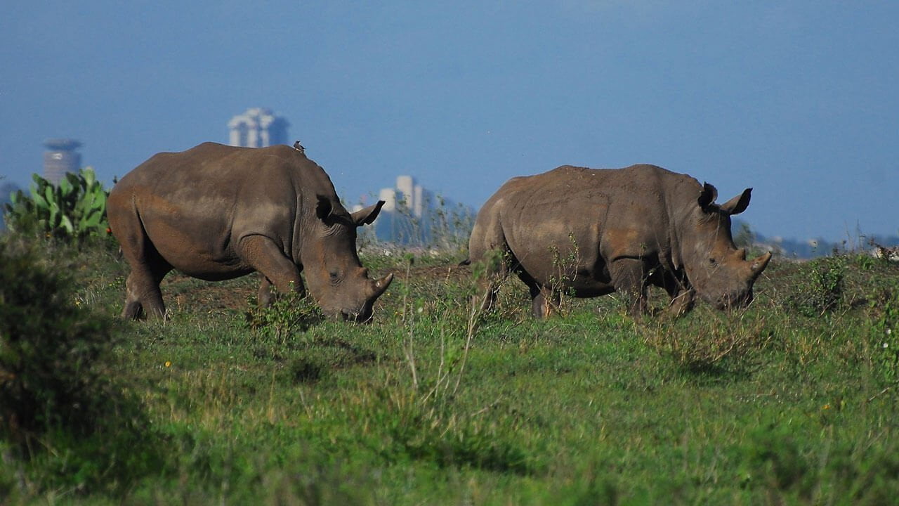 Rhinos in Nairobi National Park- Top tourist destinations in Kenya