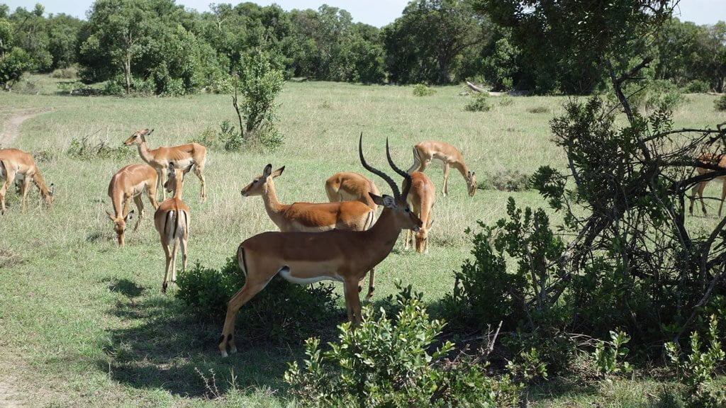 Ol Pajeta Conservancy Kenya - 10 Best Kept Secrets in Kenya