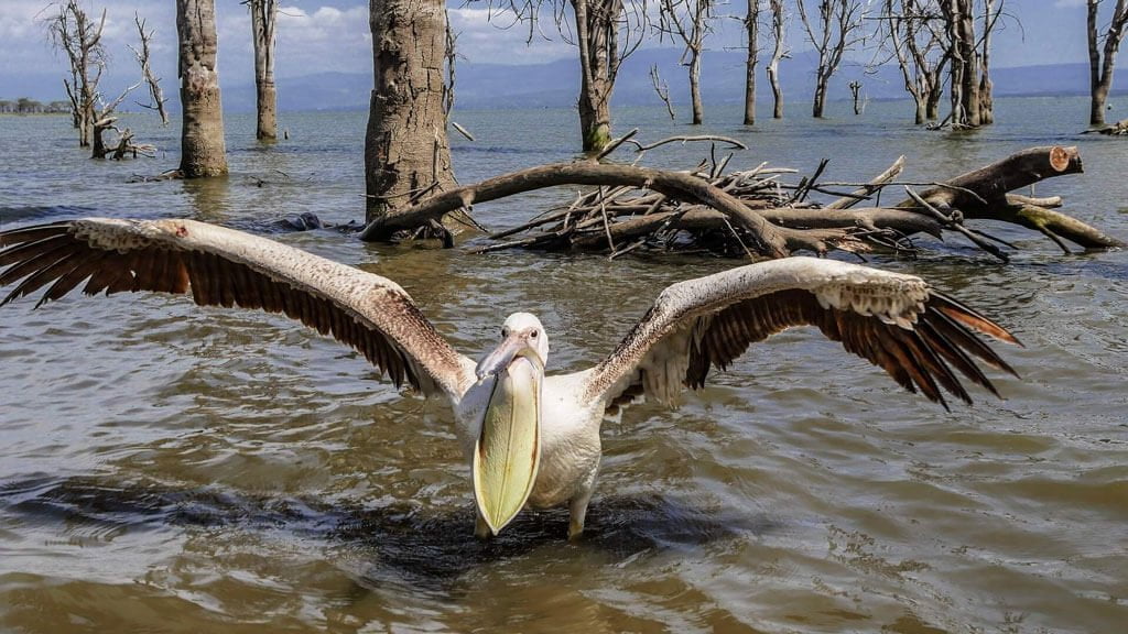 Lake Naivasha, Kenya