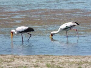 Best Bird-Watching Spots in Kenya