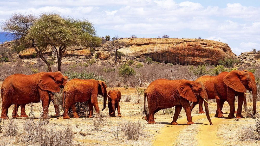 Tsavo National Park – Top Destinations to Visit in Kenya