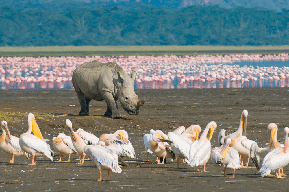 A White Rhino and a Flock of Pelicans at Lake Nakuru National Park, Kenya