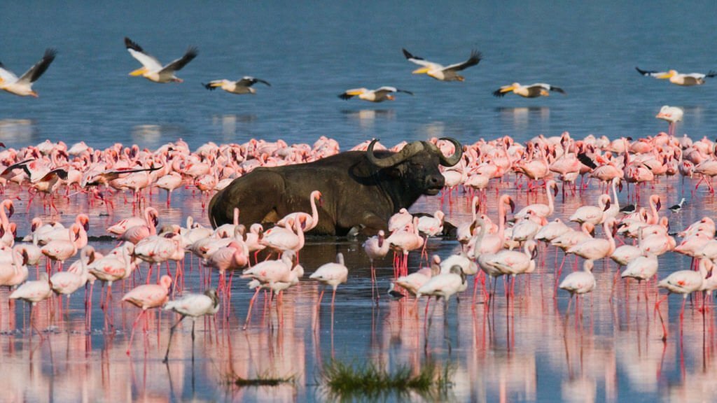 Buffalo lying in the water on the background of big flocks of flamingos