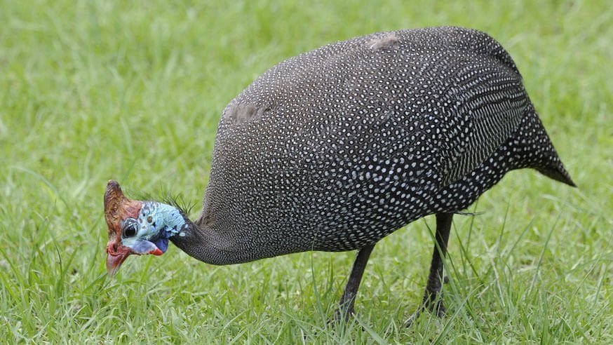 Best Bird-Watching Spots in Kenya