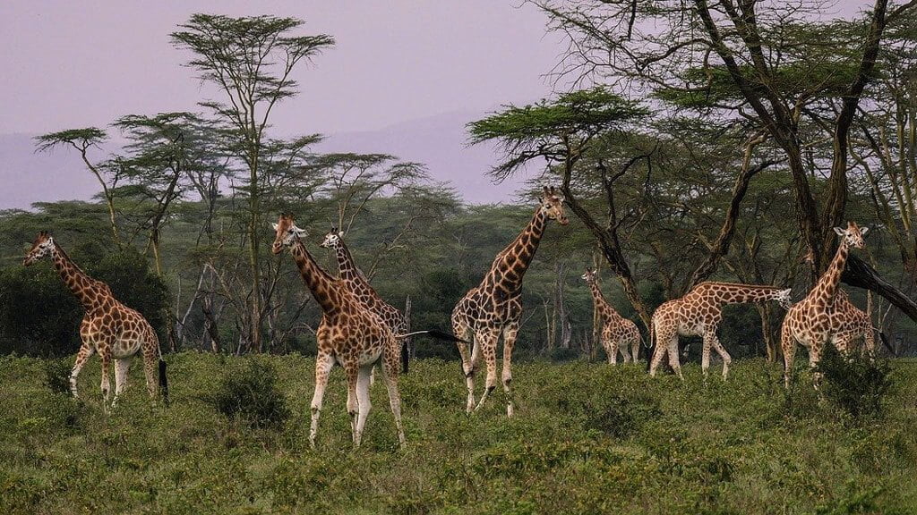 Giraffes at Lake Nakuru