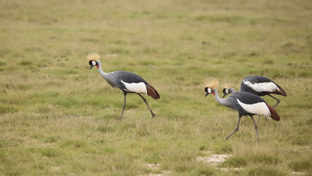 Best Bird-Watching Spots in Kenya