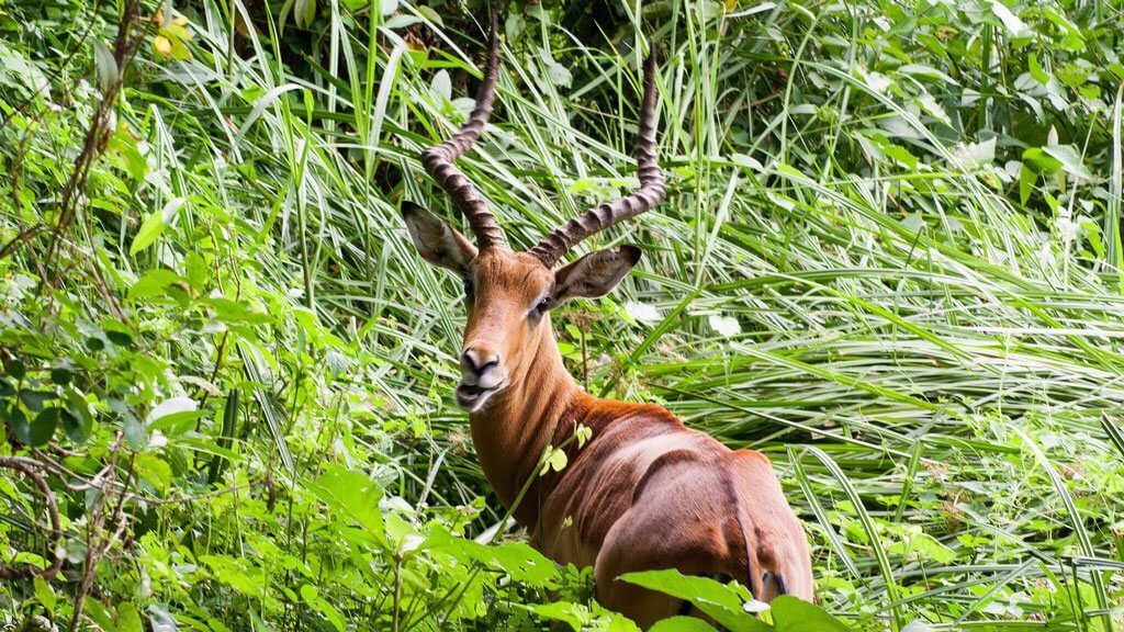 Kisumu Impala Sanctuary - 10 Best Kept Secrets in Kenya