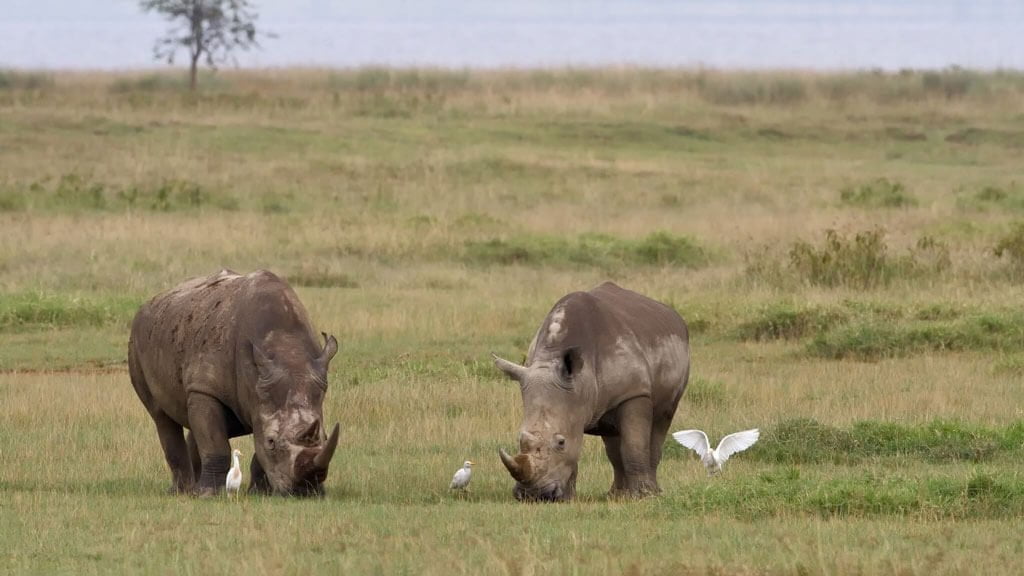 Rhinos at Lake Nakuru National Park