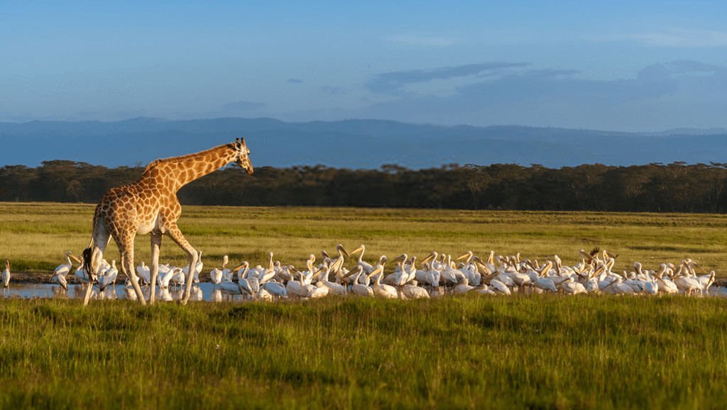 Rothschild's Giraffe and pelicans at Lake Nakuru