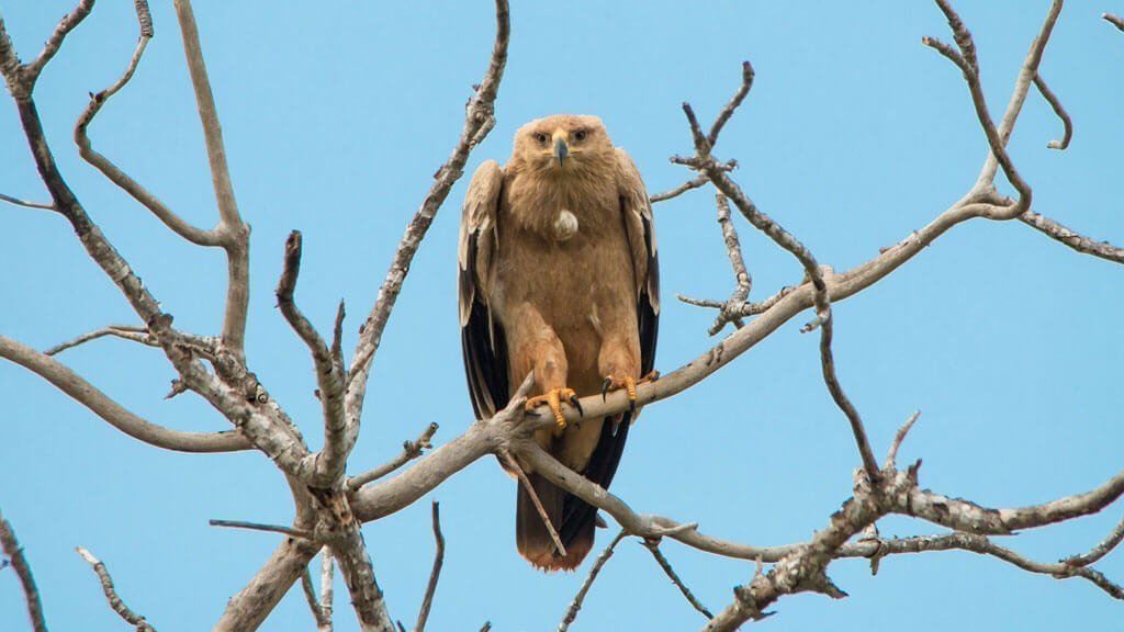 Best Bird-Watching Spots in Kenya