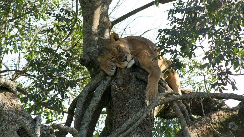 Tree Climbing Lioness a Lake Nakuru