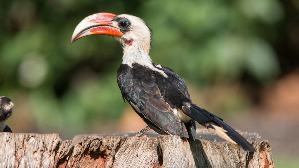Best Bird-Watching Spots in Kenya
