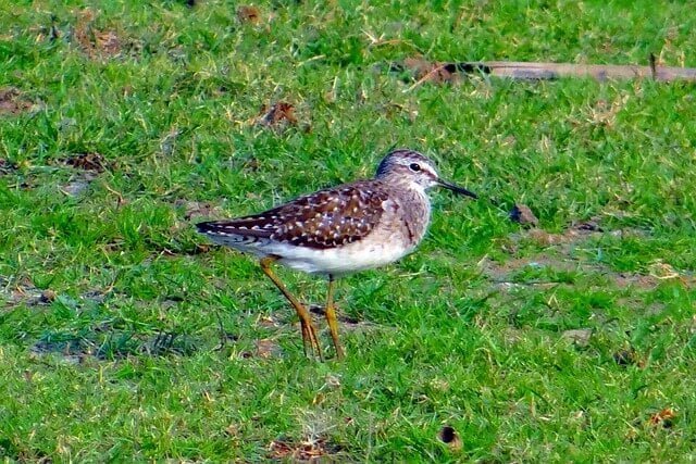 Best Bird-Watching Spots in Kenya