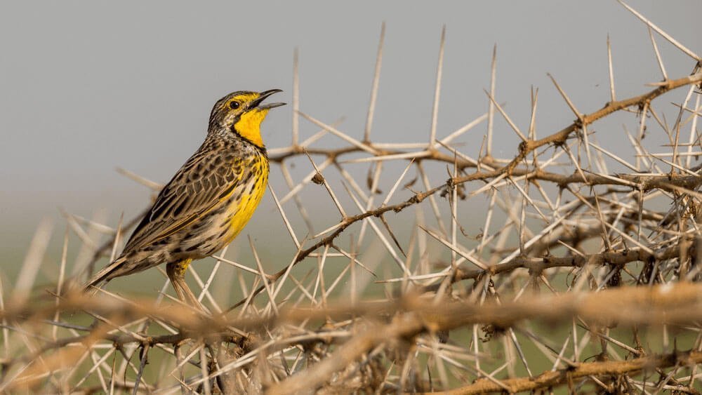 Best Bird-Watching Spots in Kenya