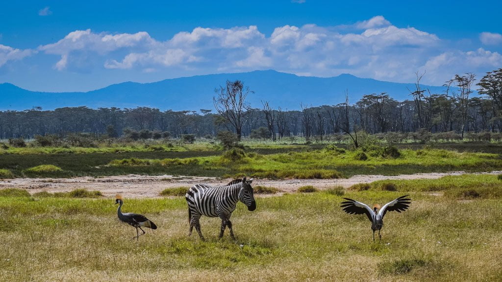 Zebra and Cranes Affair in Lake Nakuru, Kenya