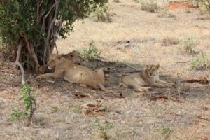 A Lion Pride, Tsavo East National Park, Kenya