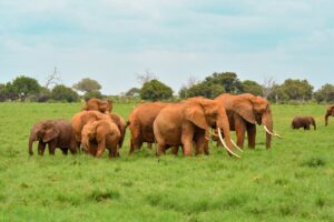 A herd of elephants grazing, Tsavo East National Park, Kenya