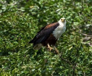 African Fish Eagle - Shimba Hills National Reserve