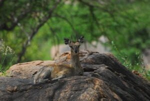 Dik Dik, Roller Tsavo West National Park