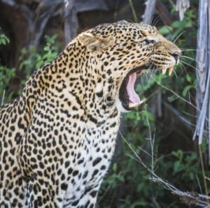 Leopard at Tsavo West National Park, Kenya