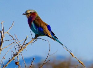 Lilac-Breasted Roller Tsavo West National Park