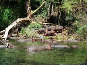 Mzima springs, Tsavo West National Park