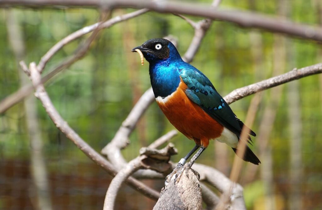 Superb Starling - Meru National Park Kenya