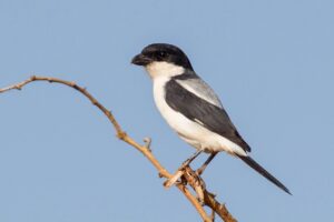 Taita Fiscal, Meru National Park