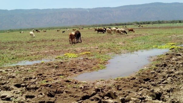 The Dwindle of Kenya's Only Ox-Bow Lake, Lake Kamnarok