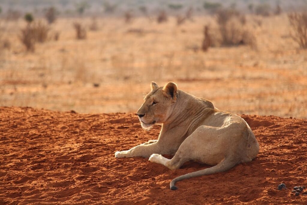 Tsavo East National Park