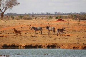 Tsavo East National Park