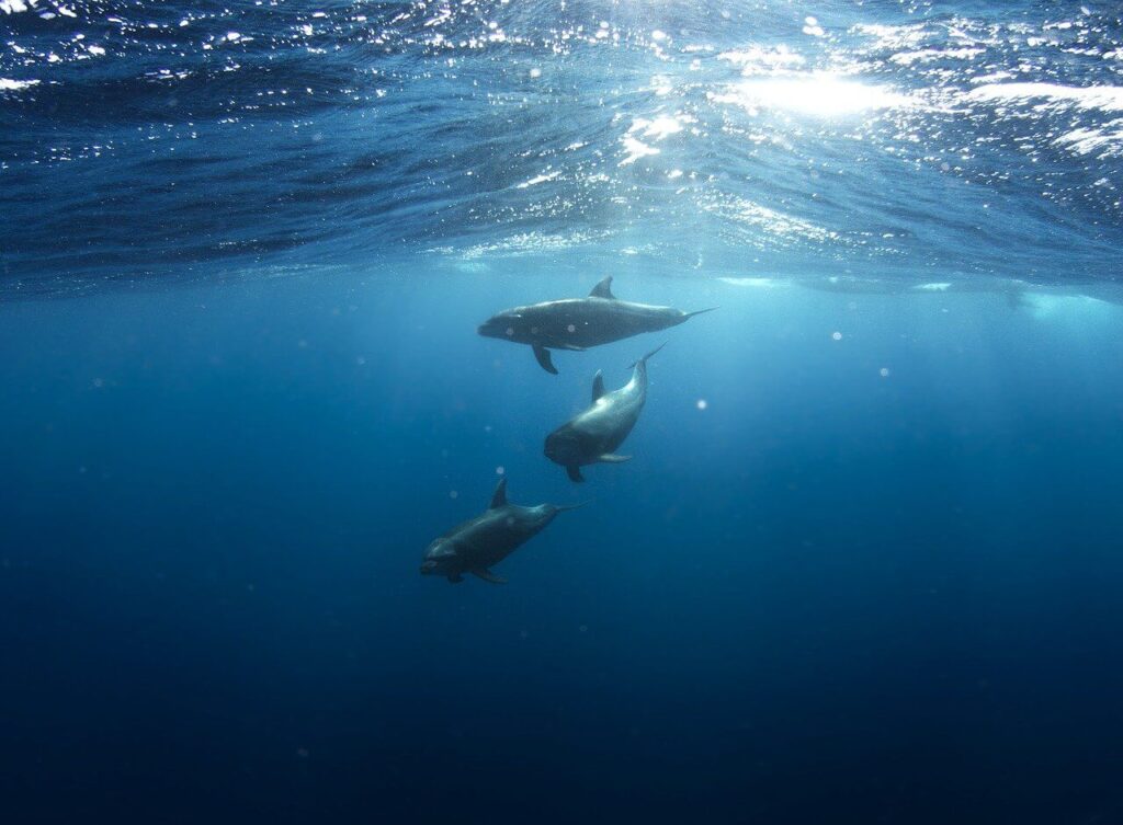 Watamu Marine National Park and Reserve