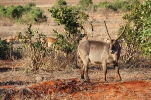 Waterbuck, Tsavo East National Park