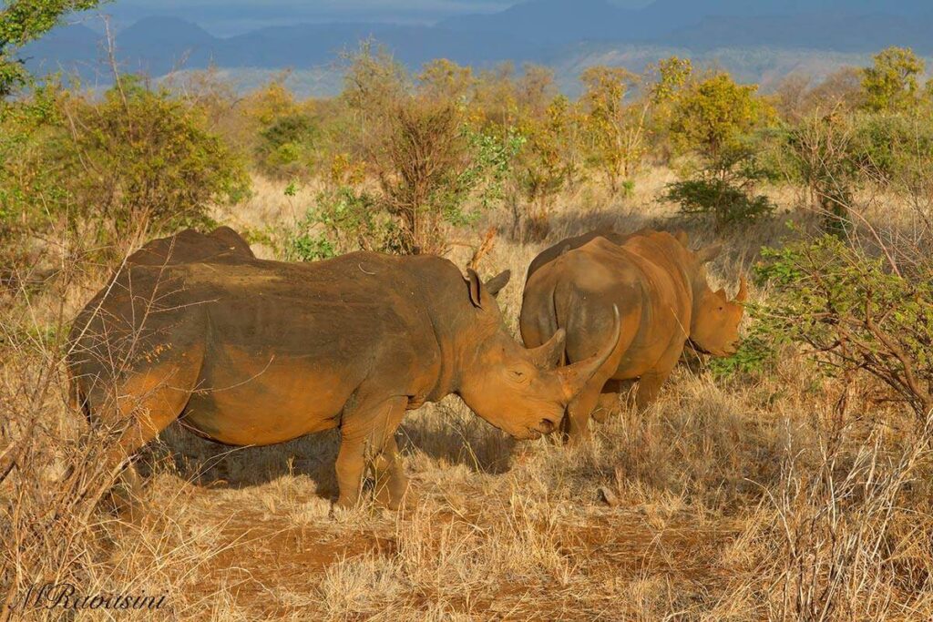 White Rhinos - Meru National Park Kenya