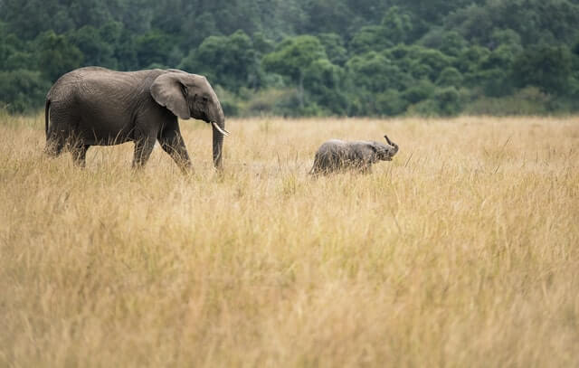 African bush elephant