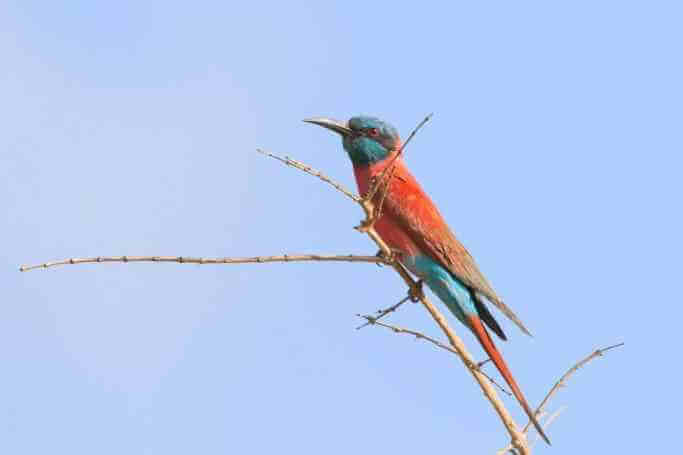 Bee Eater (Meropidae) - Shimba Hills National Reserve