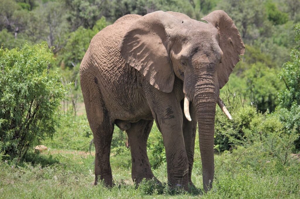Bull elephant - Meru National Park Kenya