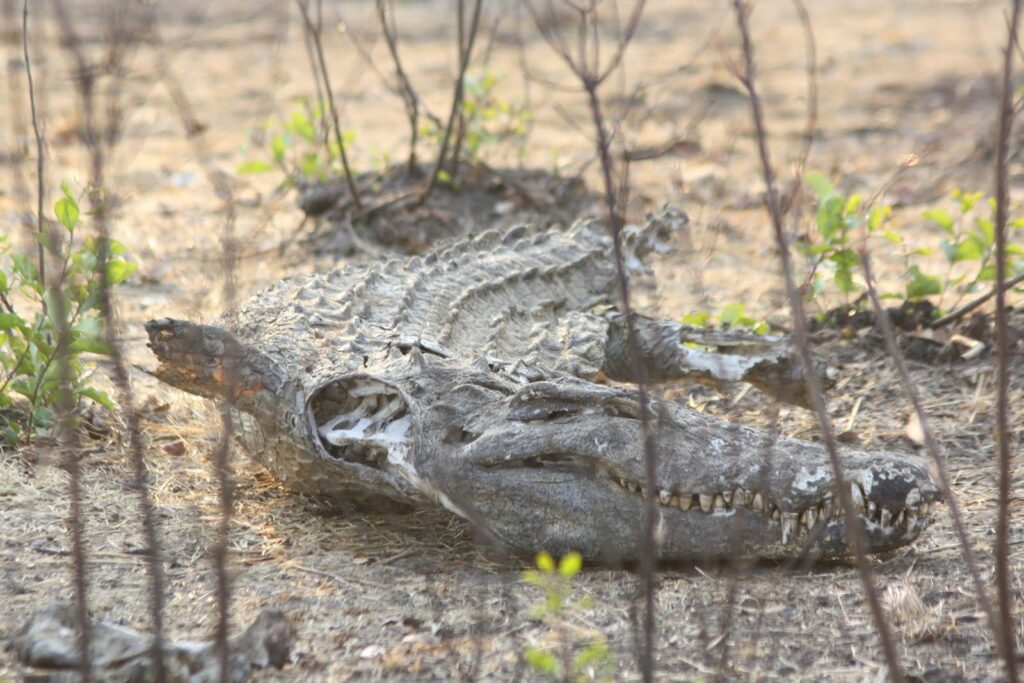 Crocodile Carcass, Lake Kamnarok